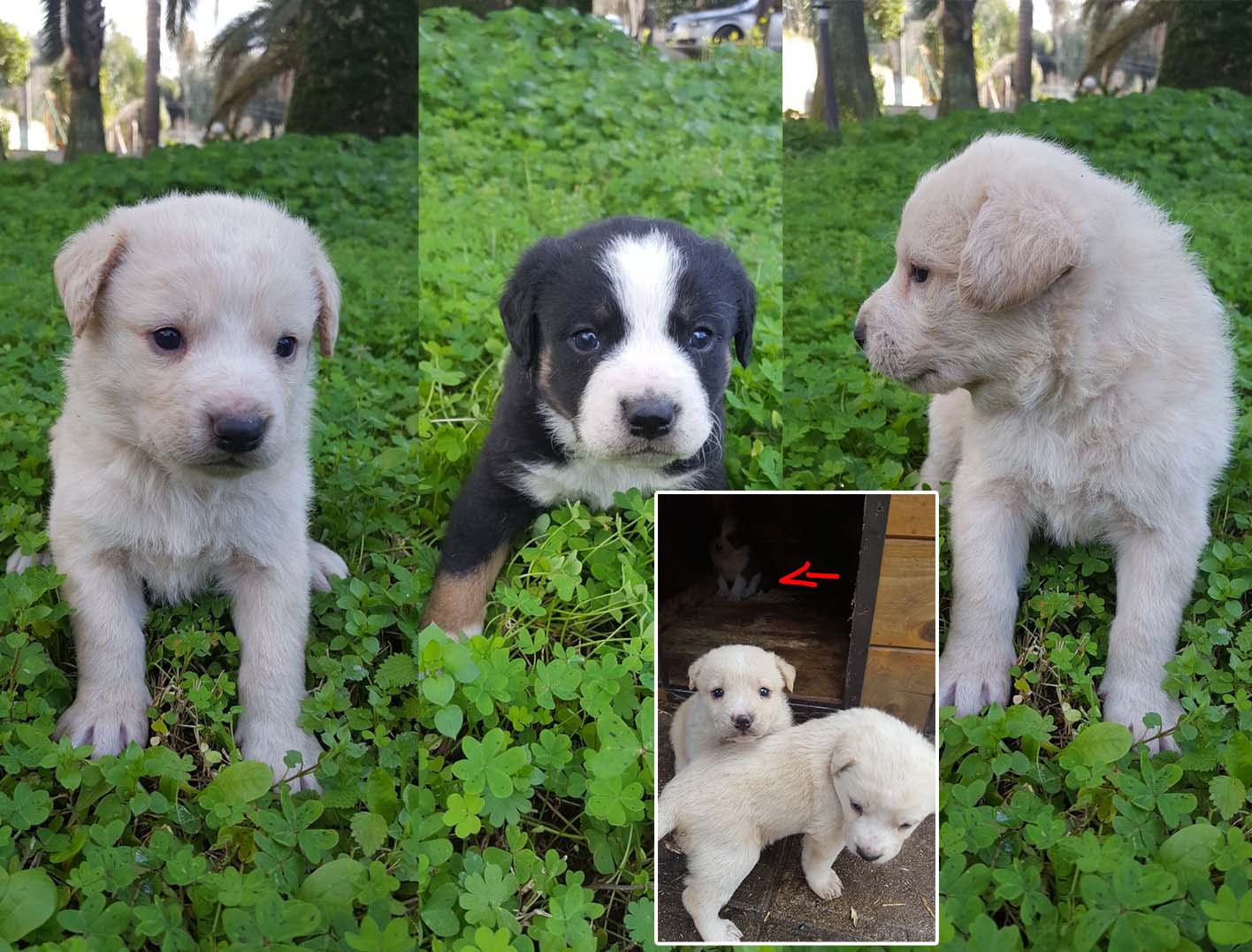 3 Cuccioli di Melicucco Cercano Casa